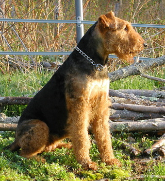ROCK RANCH FAMILY AIREDALES - About Us