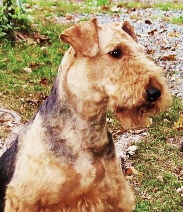 ROCK RANCH FAMILY AIREDALES - About Us